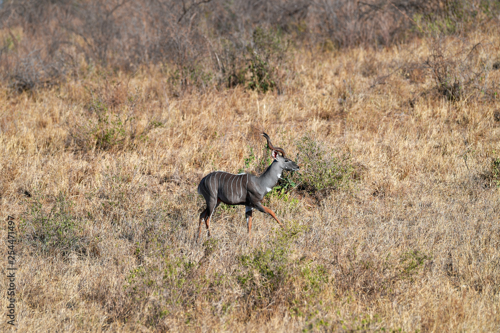Fototapeta premium Antelope