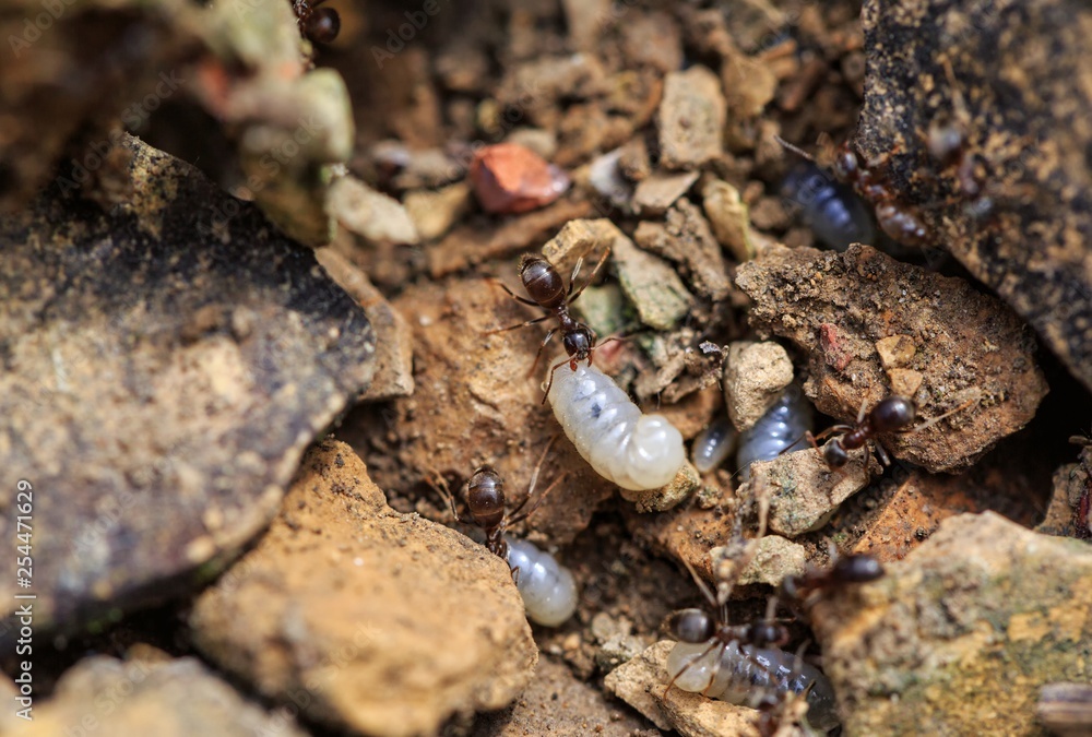 Ants with larva on limestone