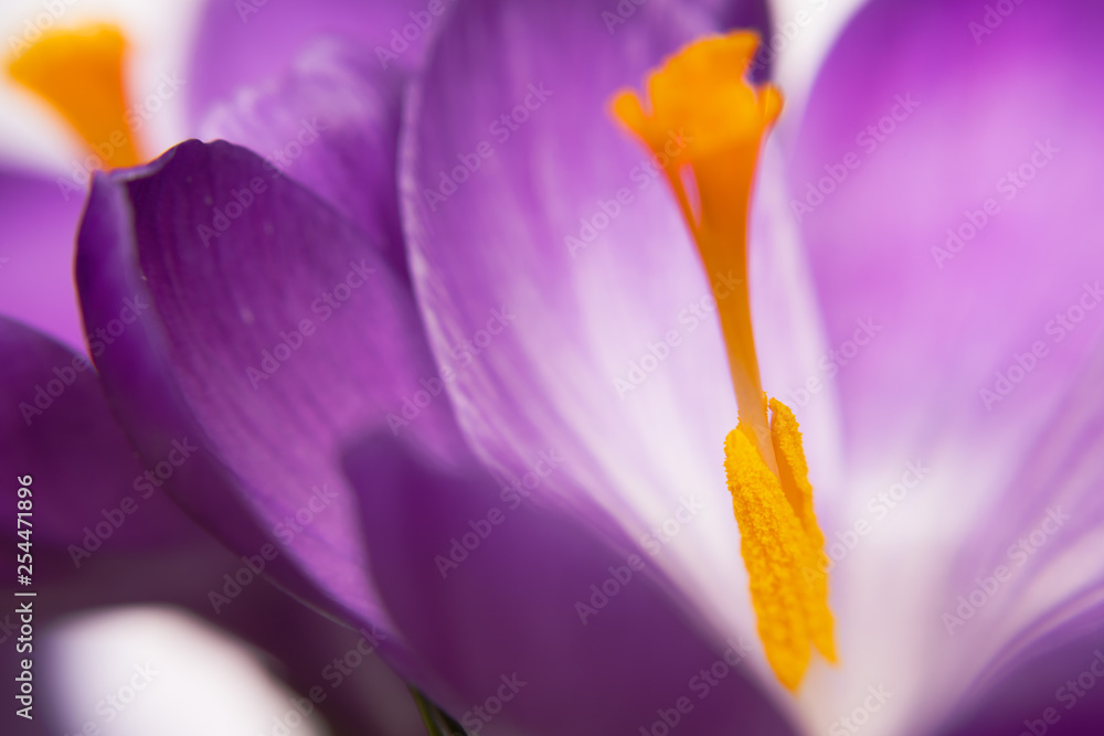 macro of lilac crocuses background. spring mood. selective soft focus. macro of lilac crocuses background. spring mood. selective soft focus.