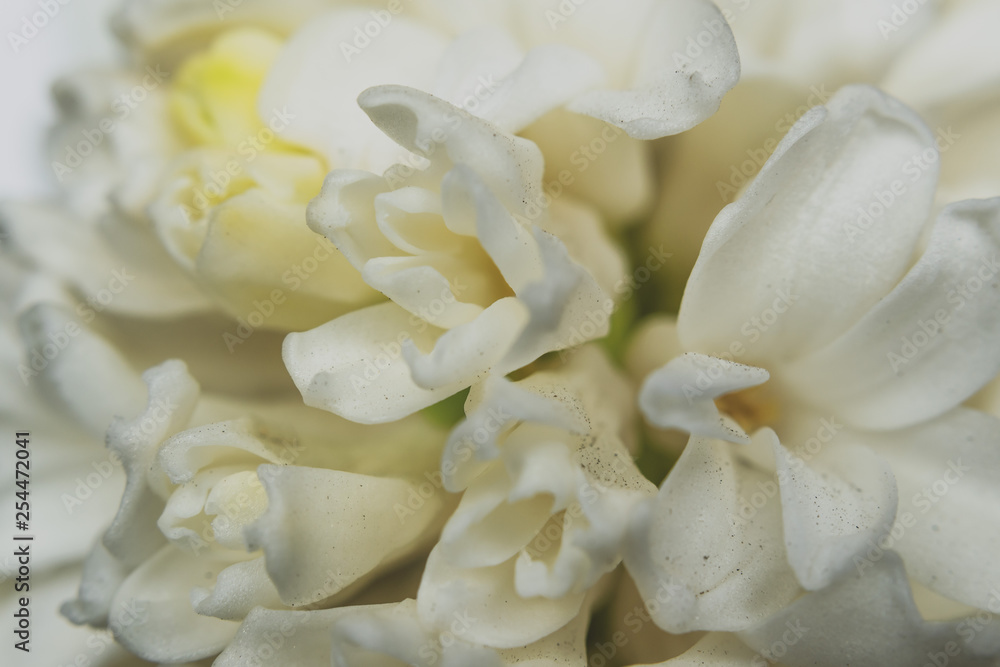 white hyacinth flowers and buds close up
