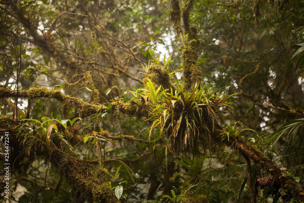 Fototapeta premium Image of beautiful parasitic plants and flowers on tree in the Monteverde Cloud forest