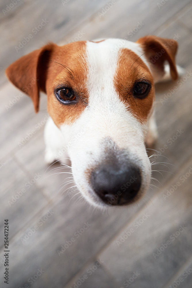 Thoroughbred domestic dog Jack Russell Terrier begs for a treat from the owner Thoroughbred domestic dog Jack Russell Terrier begs for a treat from the owner