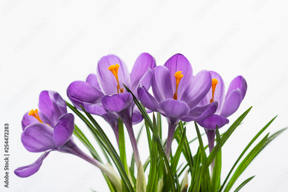 closeup of lilac crocuses on white background. spring mood. selective focus