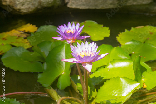 lotus in pond