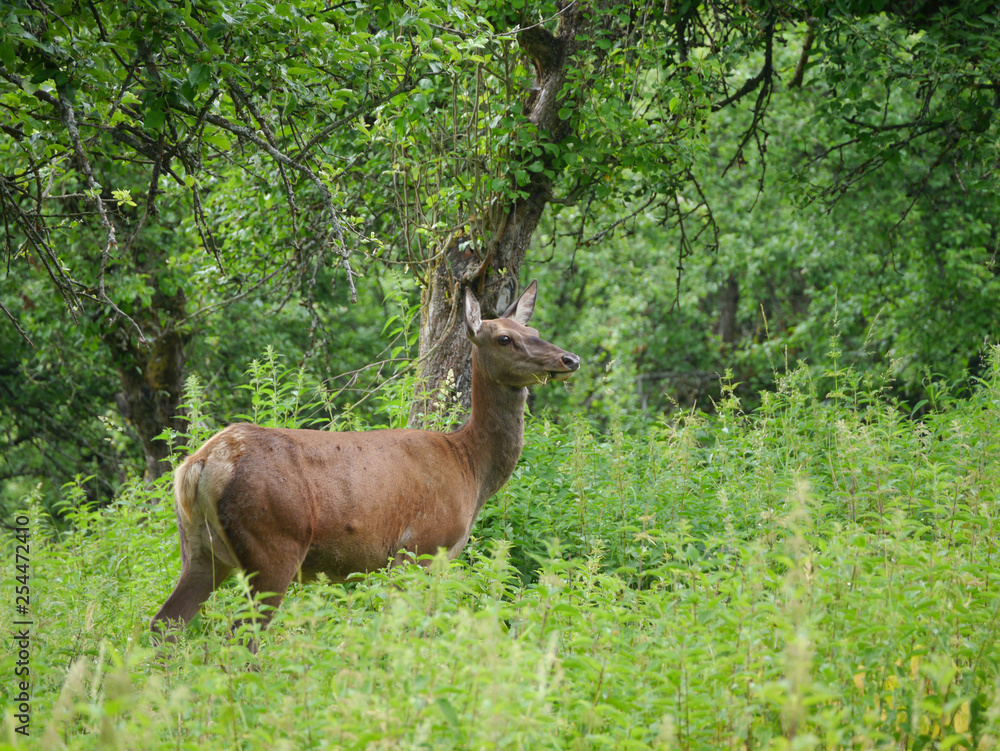 Hirschkuh, Rotwild, Cervus elaphus Hirschkuh, Rotwild, Cervus elaphus