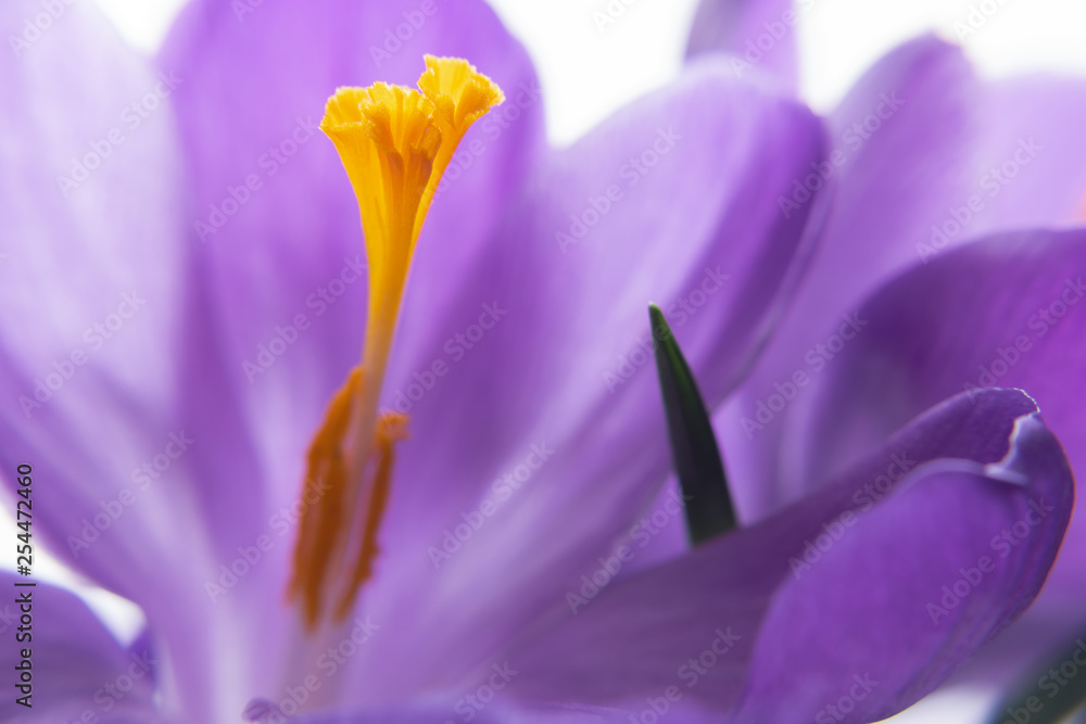 closeup of lilac crocuses background. spring mood. selective soft focus. closeup of lilac crocuses background. spring mood. selective soft focus.