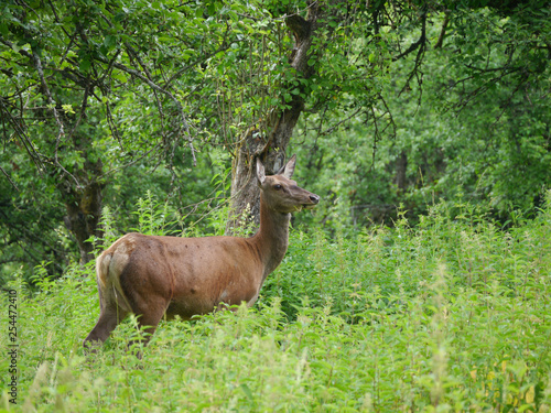 Fototapeta Naklejka Na Ścianę i Meble -  Hirschkuh, Rotwild, Cervus elaphus