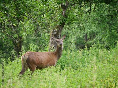 Fototapeta Naklejka Na Ścianę i Meble -  Hirschkuh, Rotwild, Cervus elaphus