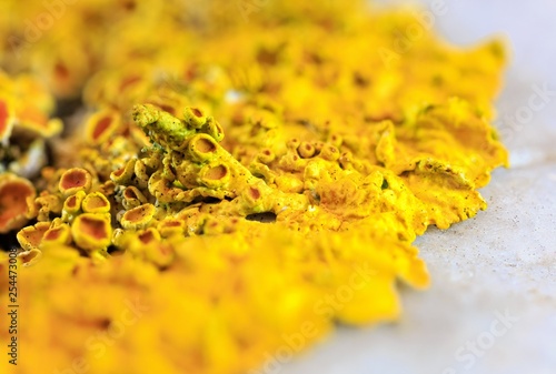 Fotografi Common orange lichen (Xanthoria parietina) on a pebble