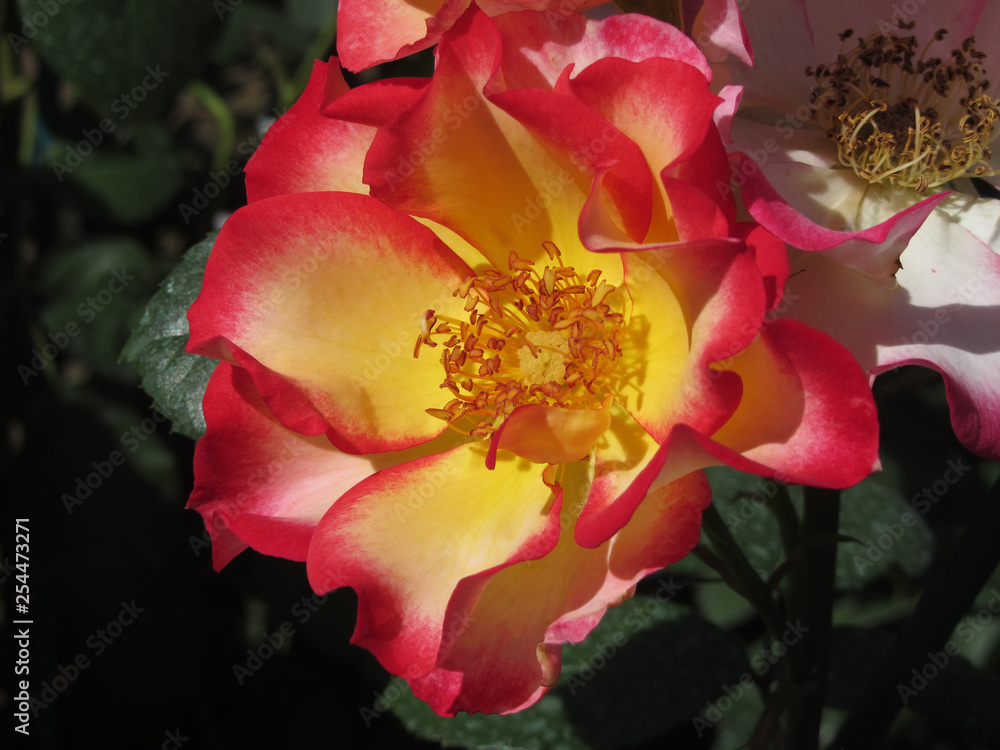 Rose flowers with yellow petals with red edges Rose flowers with yellow petals with red edges