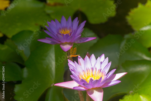 lotus in pond with a dragonfly