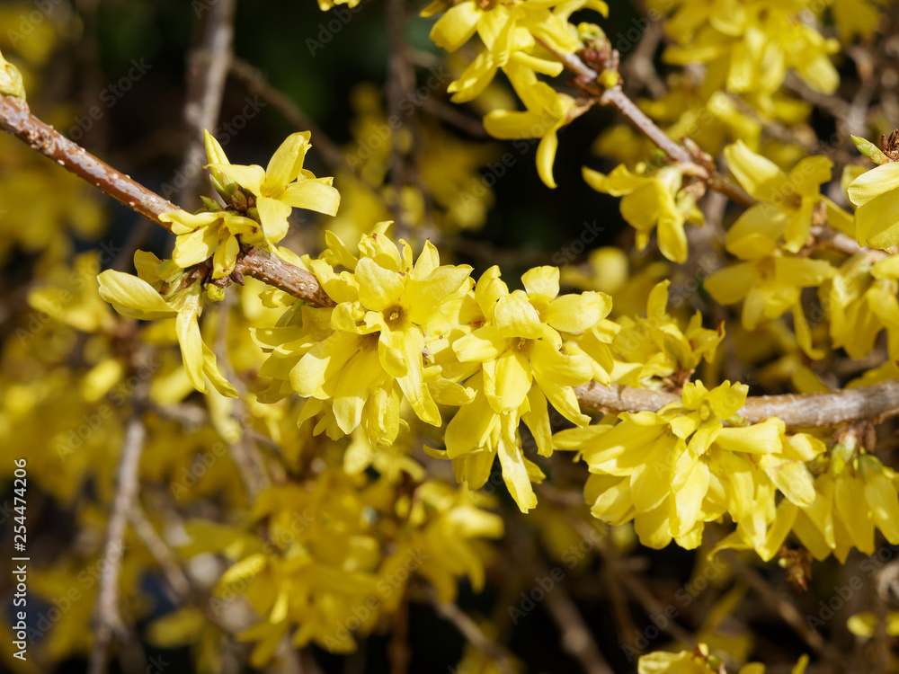 Fleurs jaunes, or et brillantes du Forsythia hybride ou Forsythia de Paris (Forsythia ×intermedia) Fleurs jaunes, or et brillantes du Forsythia hybride ou Forsythia de Paris (Forsythia ×intermedia)