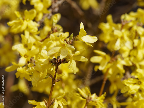 Fleurs jaunes, or et brillantes du Forsythia hybride ou Forsythia de Paris (Forsythia ×intermedia) photo