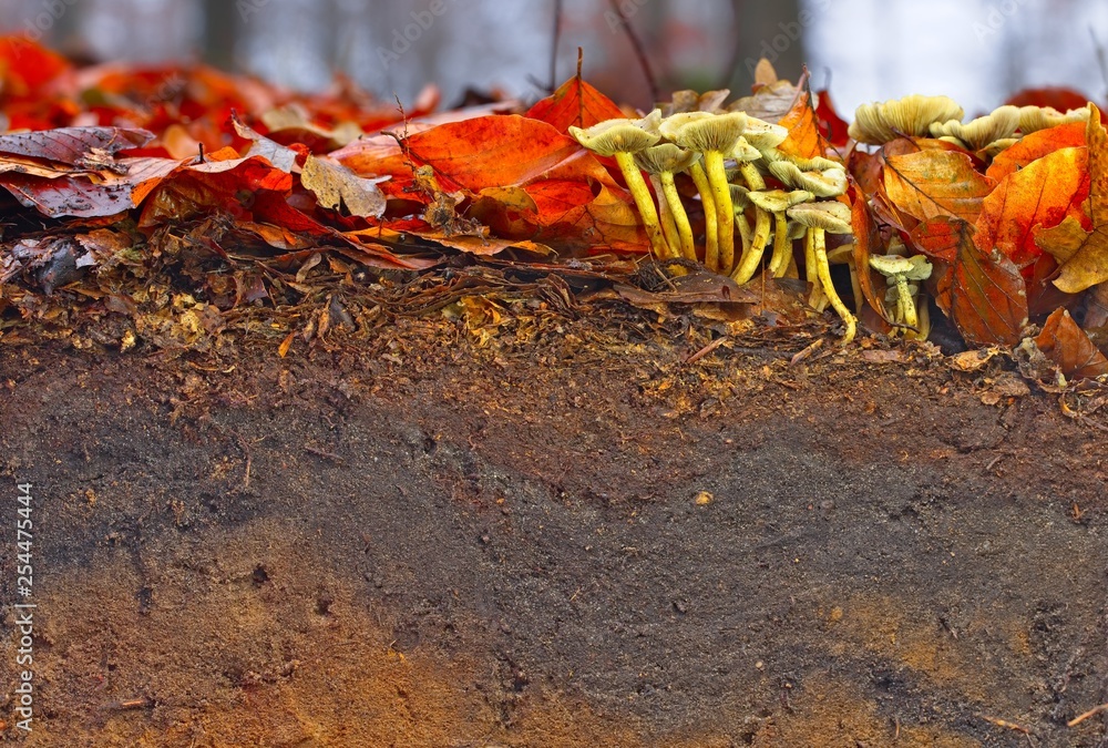 Ταπετσαρία Litter and topsoil of a Cambisol in northern Germany