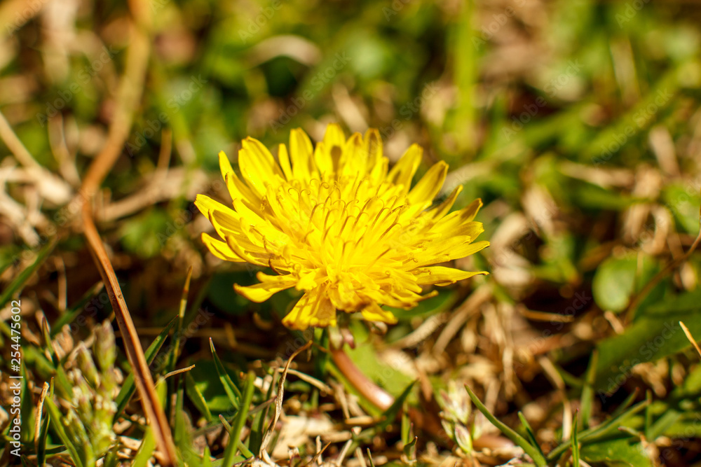 Yellow dandelion in the spring. Macro shooting, selective focus Yellow dandelion in the spring. Macro shooting, selective focus