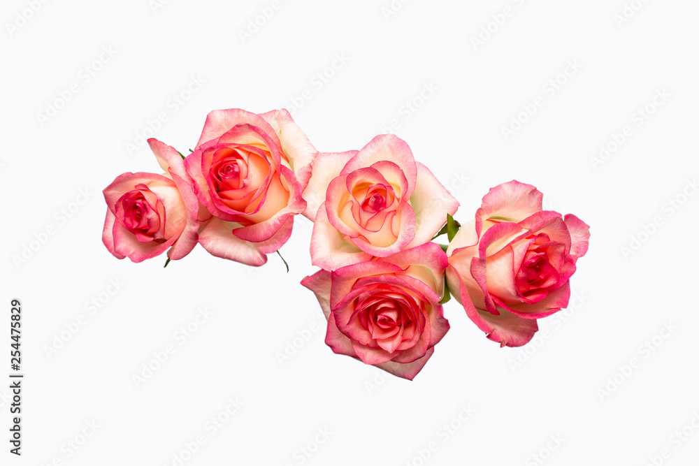 five pink roses on a white background, beautiful fresh roses, five pink roses on a white background, beautiful fresh roses,
