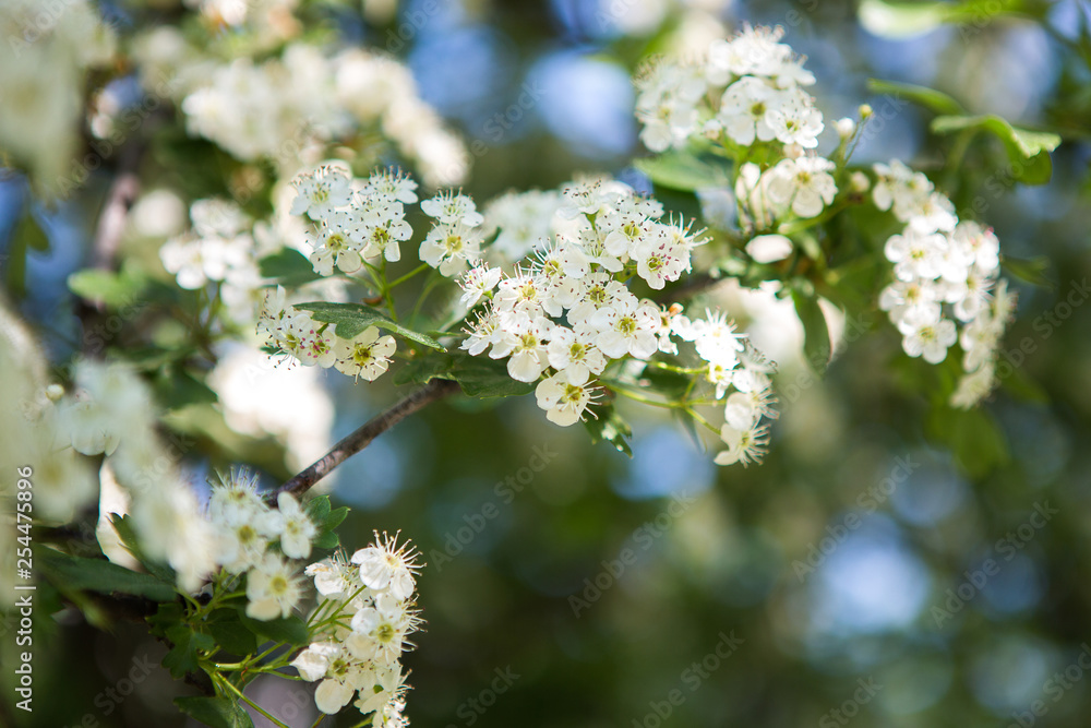 Flowering branches of hawthorn. The first spring greensh. Spring sunny day. Flowering branches of hawthorn. The first spring greensh. Spring sunny day.