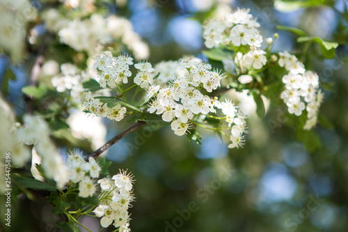 Flowering branches of hawthorn. The first spring greensh. Spring sunny day.