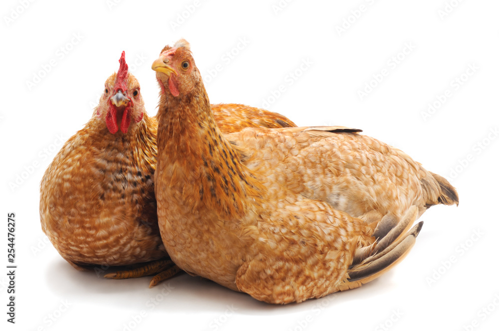 Fototapeta premium Two brown chickens.
