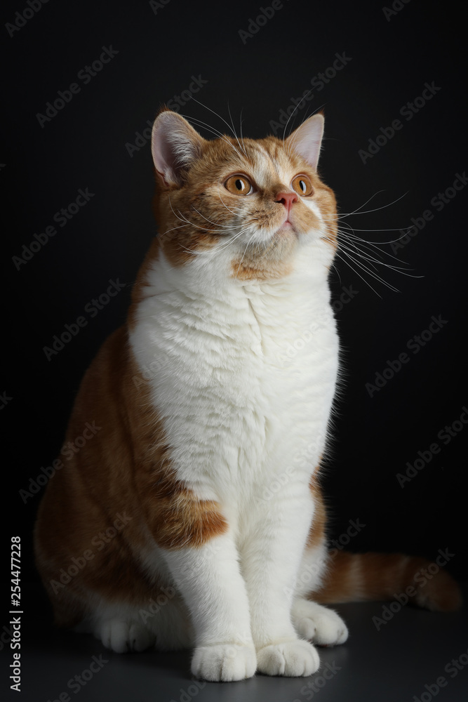 Funny Portrait of Happy Smiling Ginger Cat Gazing with opened Mouth and big eyes on Isolated Black Background