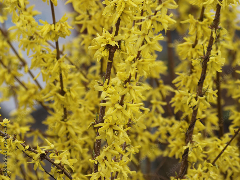 Forsythia ×intermedia - Le Forsythia hybride ou Forsythia de Paris au printemps aux rameaux garnis de fleurs jaunes or brillantes Forsythia ×intermedia - Le Forsythia hybride ou Forsythia de Paris au printemps aux rameaux garnis de fleurs jaunes or brillantes