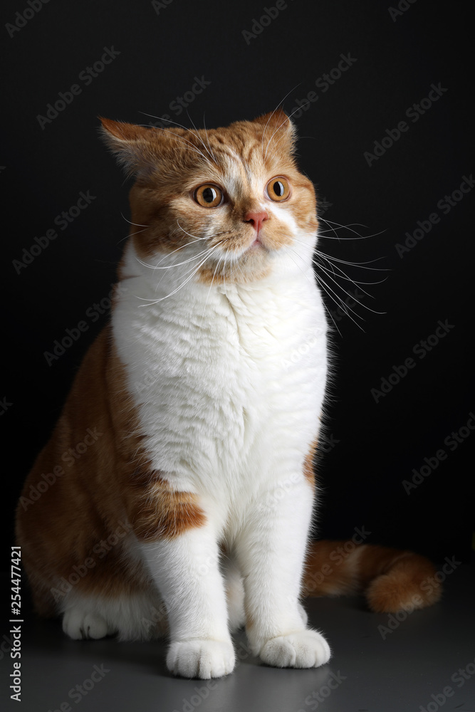 Funny Portrait of Happy Smiling Ginger Cat Gazing with opened Mouth and big eyes on Isolated Black Background