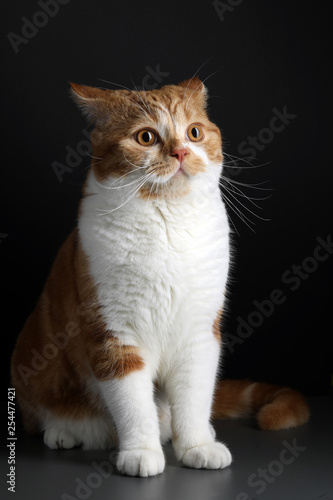 Funny Portrait of Happy Smiling Ginger Cat Gazing with opened Mouth and big eyes on Isolated Black Background © kazanovskyiphoto