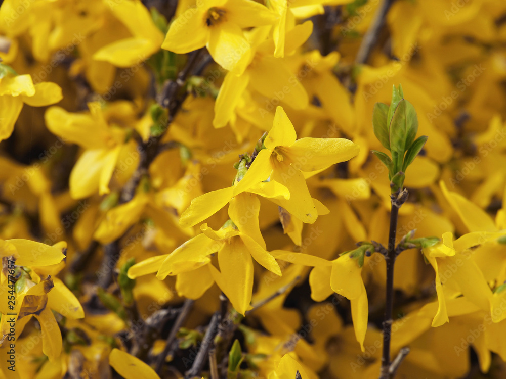 Fototapeta premium Gros plan sur des fleurs jaunes or du Forsythia hybrides (Forsythia ×intermedia)