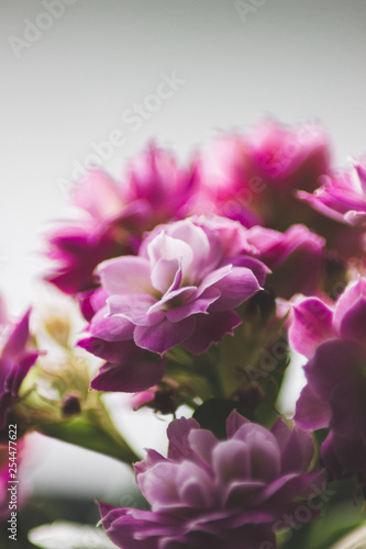 Rosa Blumen - Licht