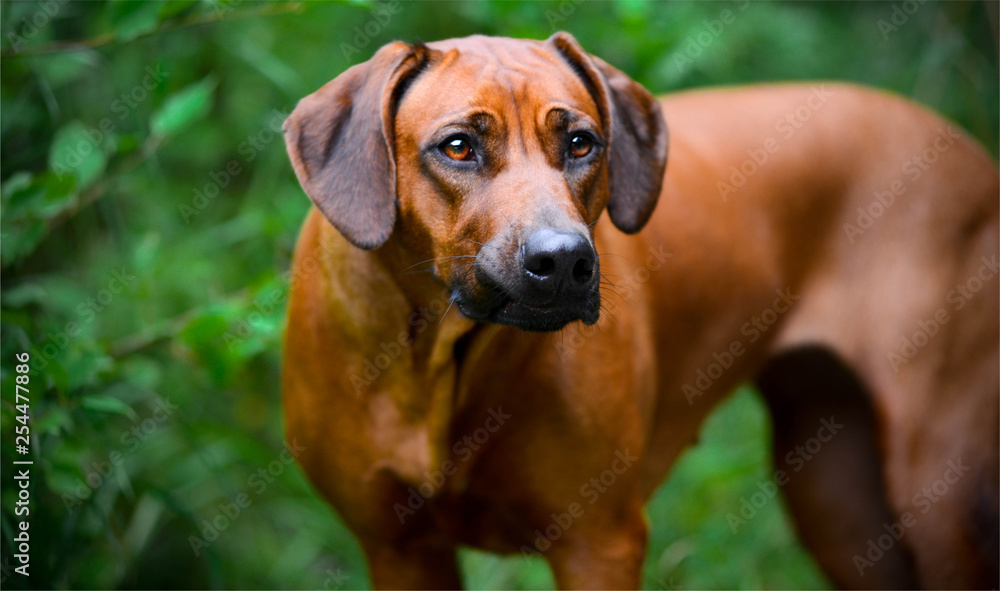 ridgeback in the forest close up