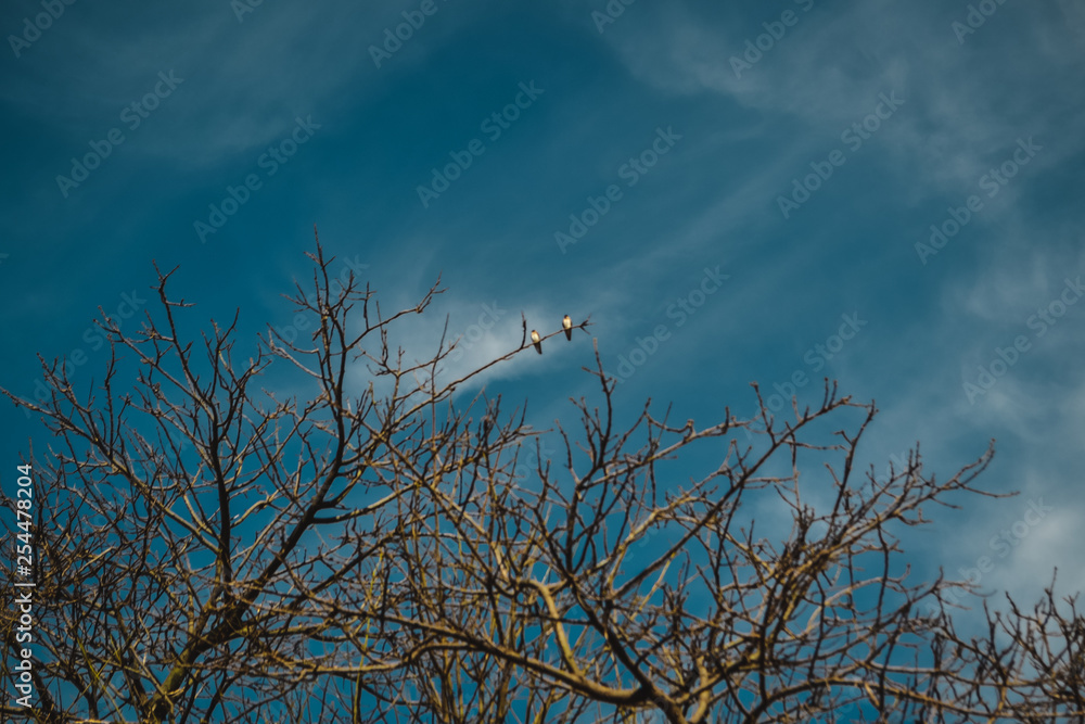 Fototapeta premium tree sticks dry season