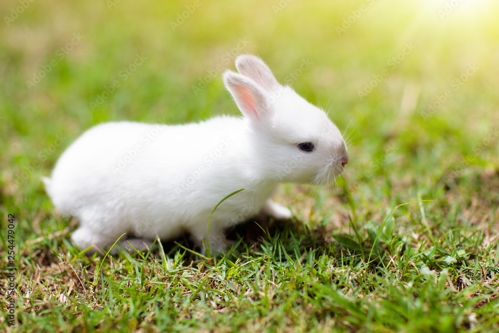 Baby rabbit outdoor. Easter bunny. Baby rabbit outdoor. Easter bunny.