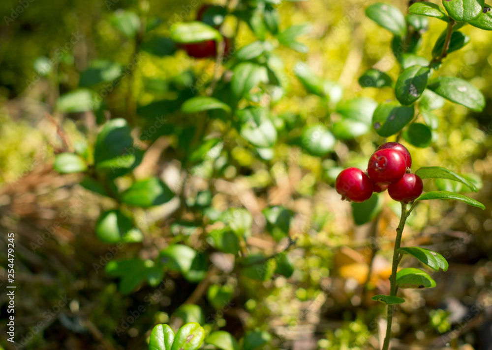 Red berries of cowberry in the forest. Red berries of cowberry in the forest.