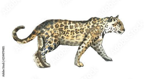 Watercolor leopard  walking illustration hand drawn isolated on white. Watercolor and ink.