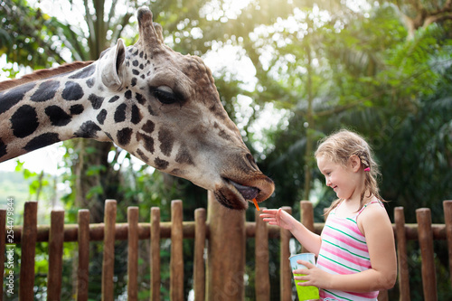 Kids feed giraffe at zoo. Children at safari park.