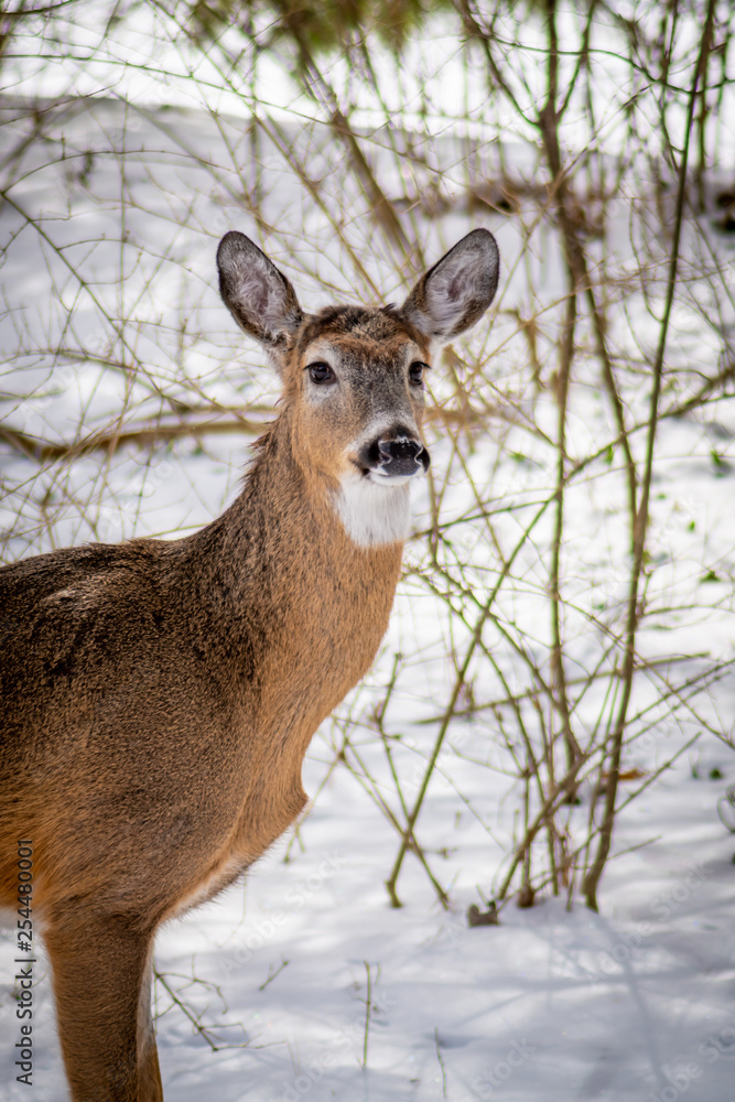 White tailed deer (Odocoileus virginianus) in the winter in suburban Southeast Michigan, USA.