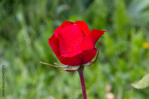 Beautiful red rose in summer garden