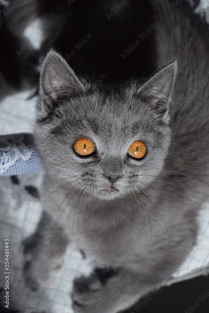 Gray domestic cat with big brown eyes