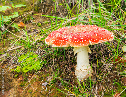 Lonely fly agaric in a forest glade.