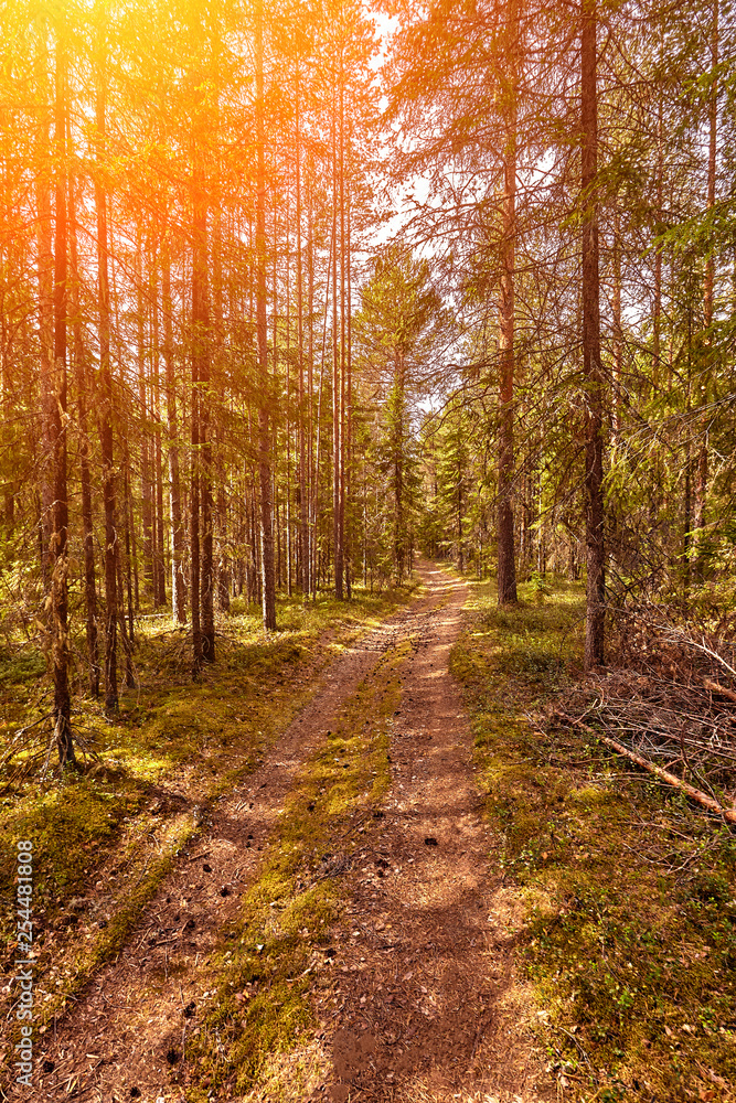 Forest road under sunset sunbeams. Lane running through the summer deciduous forest at dawn or sunrise. Forest road under sunset sunbeams. Lane running through the summer deciduous forest at dawn or sunrise.