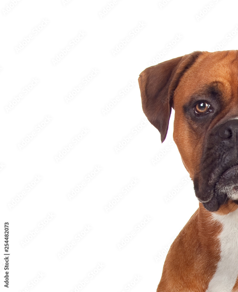 Half-face portrait of a brown adult boxer looking at camera