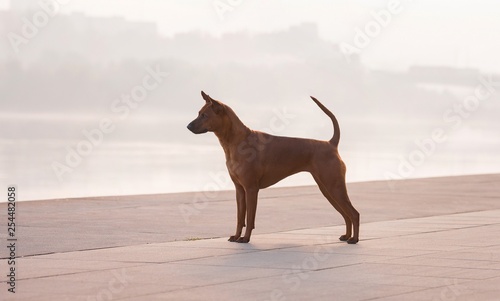 Young dog brown color in the park