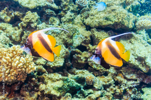 Two pennant butterfly fish on the red sea coral reef. Flag kabubu