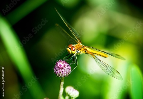Dragonfly sitting on a pink clover © Meowcher24