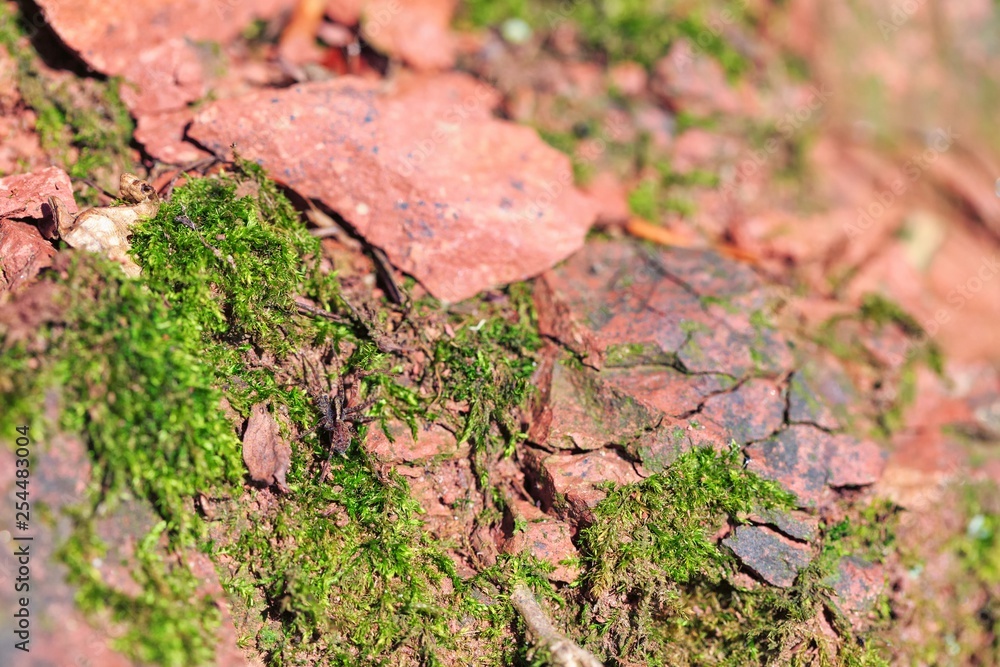 Red sandstone with moss Red sandstone with moss