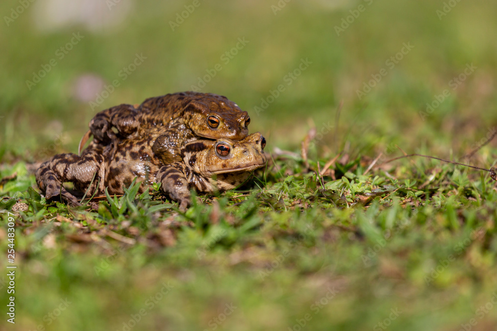 Fototapeta premium Crapaud