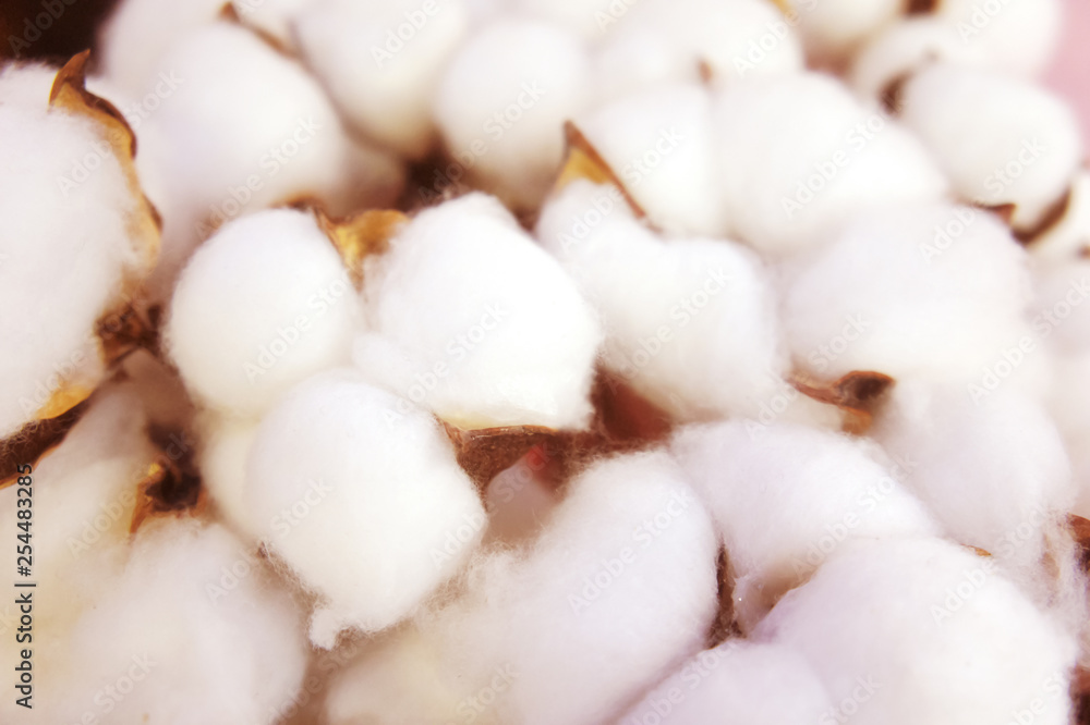 branch of white cotton flowers. Cotton branch on pink background Delicate white cotton flowers. branch of white cotton flowers. Cotton branch on pink background Delicate white cotton flowers.