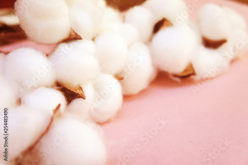 branch of white cotton flowers. Cotton branch on pink background Delicate white cotton flowers.