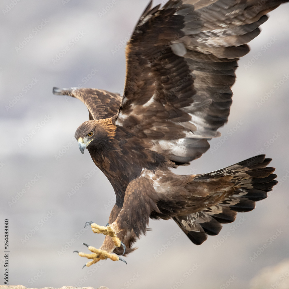 Fototapeta premium Ein freigestellter Steinadler in der Seitenansicht setzt zum Zugriff an