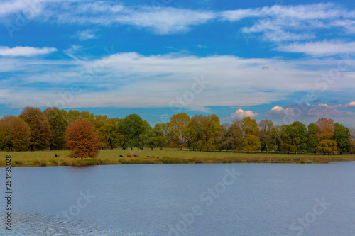 Cattle grazing next to the water